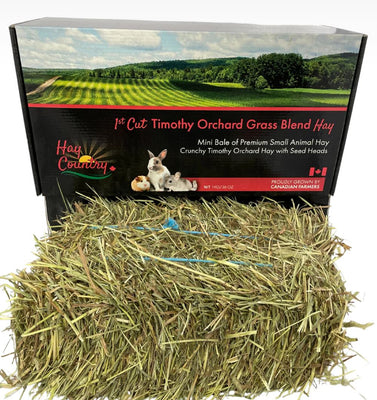 Timothy Orchard Grass Blend Hay Mini Bale - Hay Country